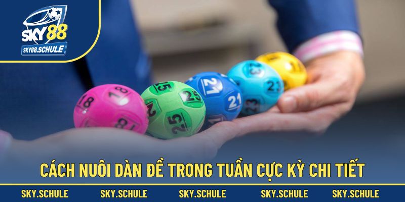 Cách nuôi dàn đề trong tuần cực kỳ chi tiết Cách nuôi dàn đề trong tuần cực kỳ chi tiết