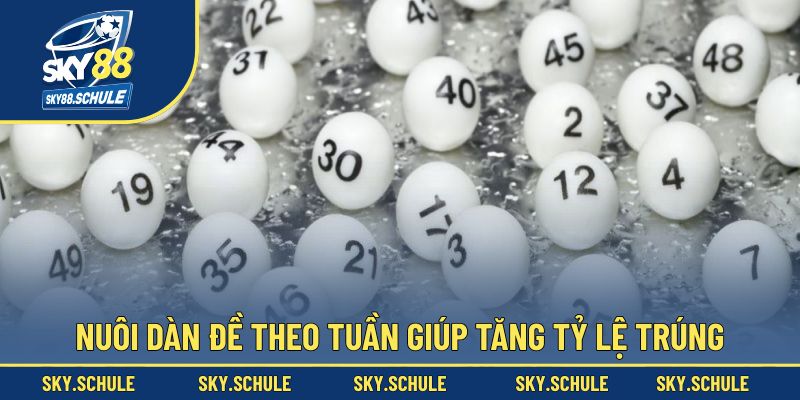Nuôi dàn đề theo tuần giúp tăng tỷ lệ trúng Nuôi dàn đề theo tuần giúp tăng tỷ lệ trúng